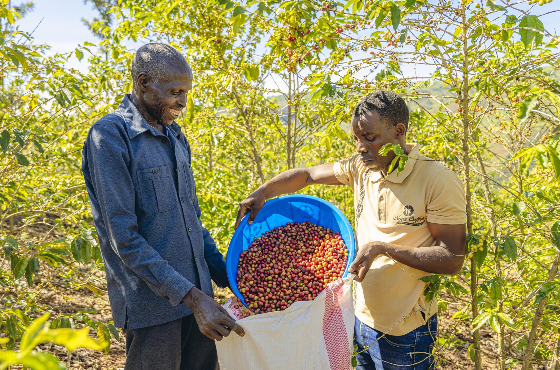 Nova Coffee cherry picking