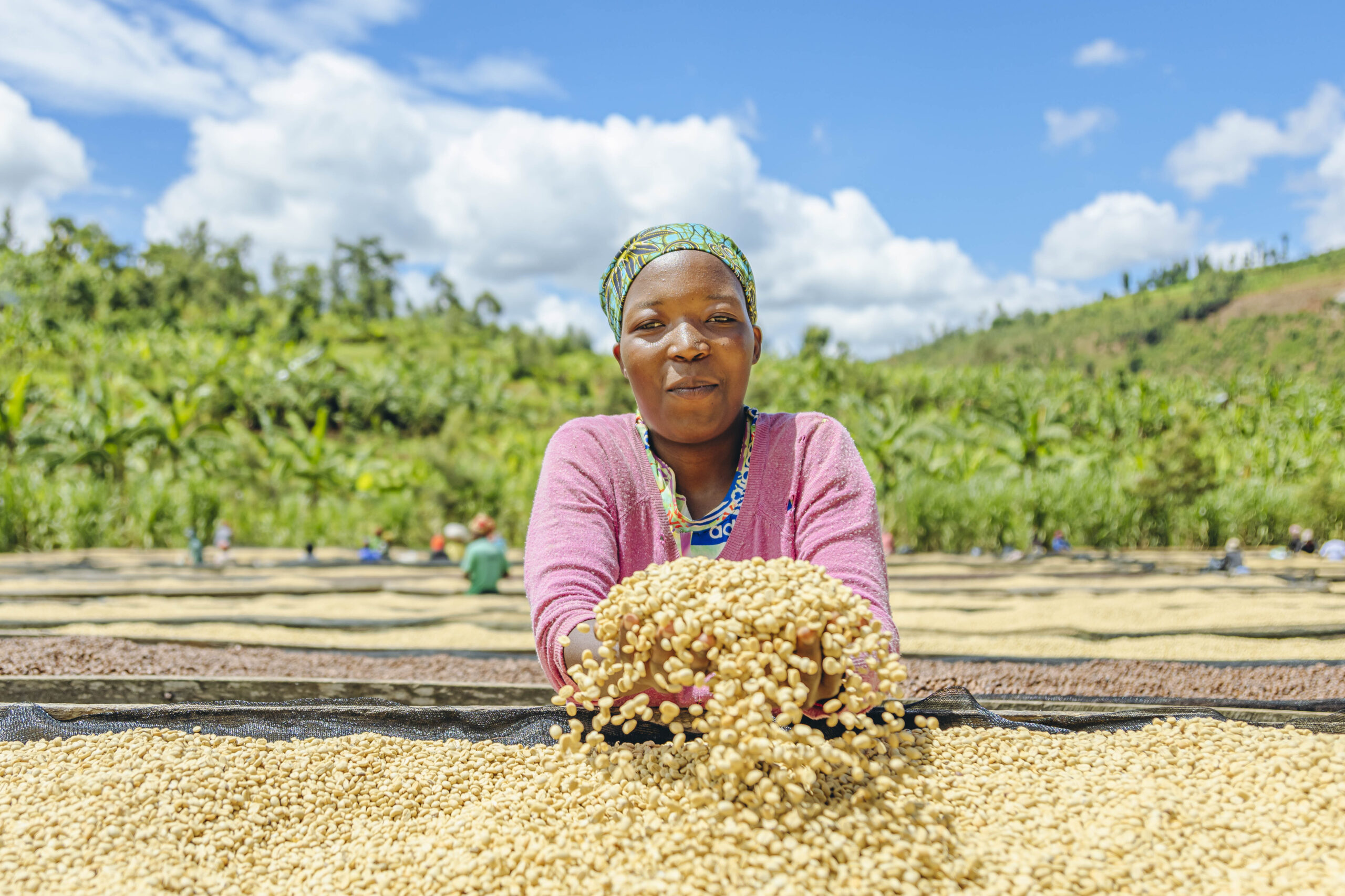 Nova Coffee women with specialty coffee on raised drying beds