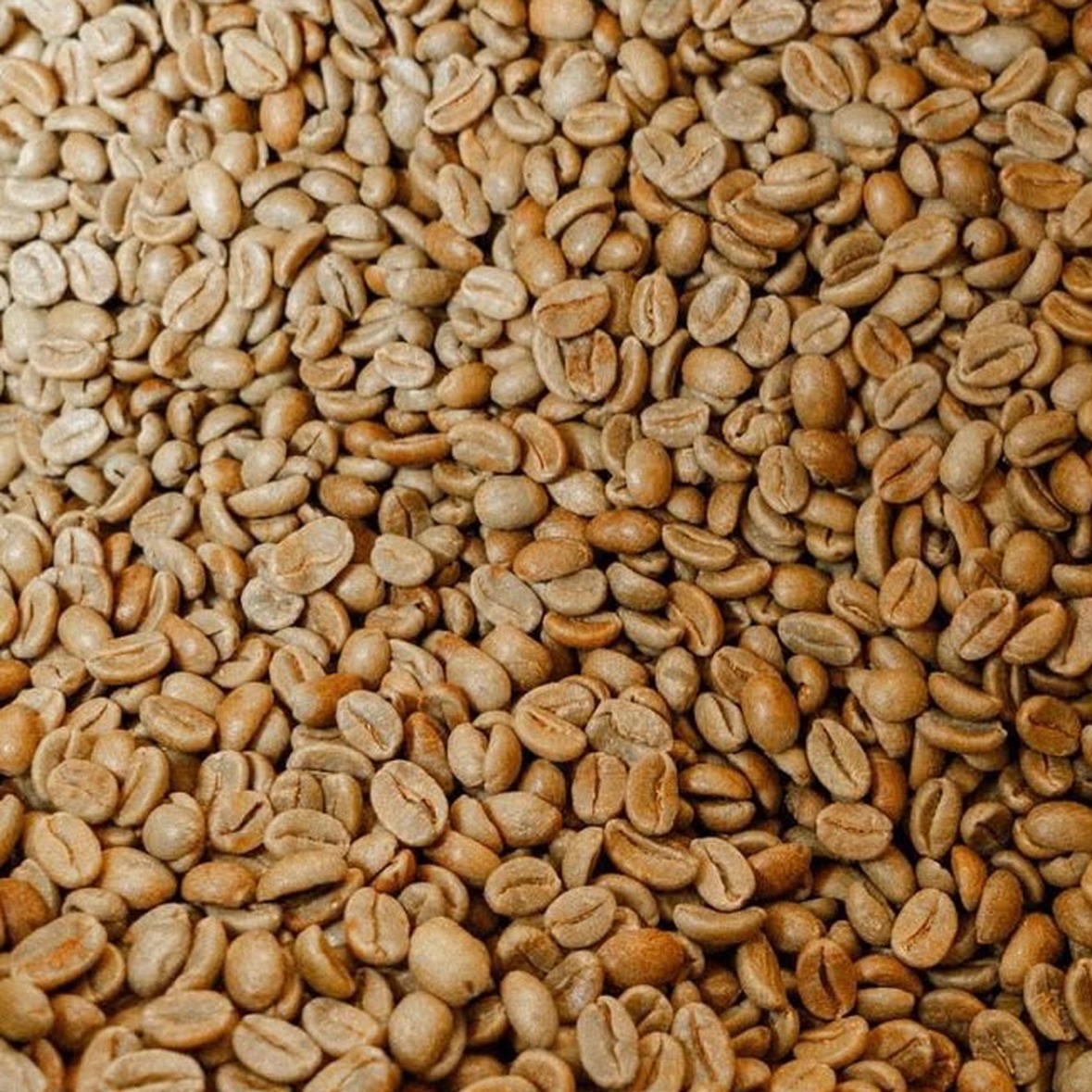 Nova Coffee Anaerobic Honey