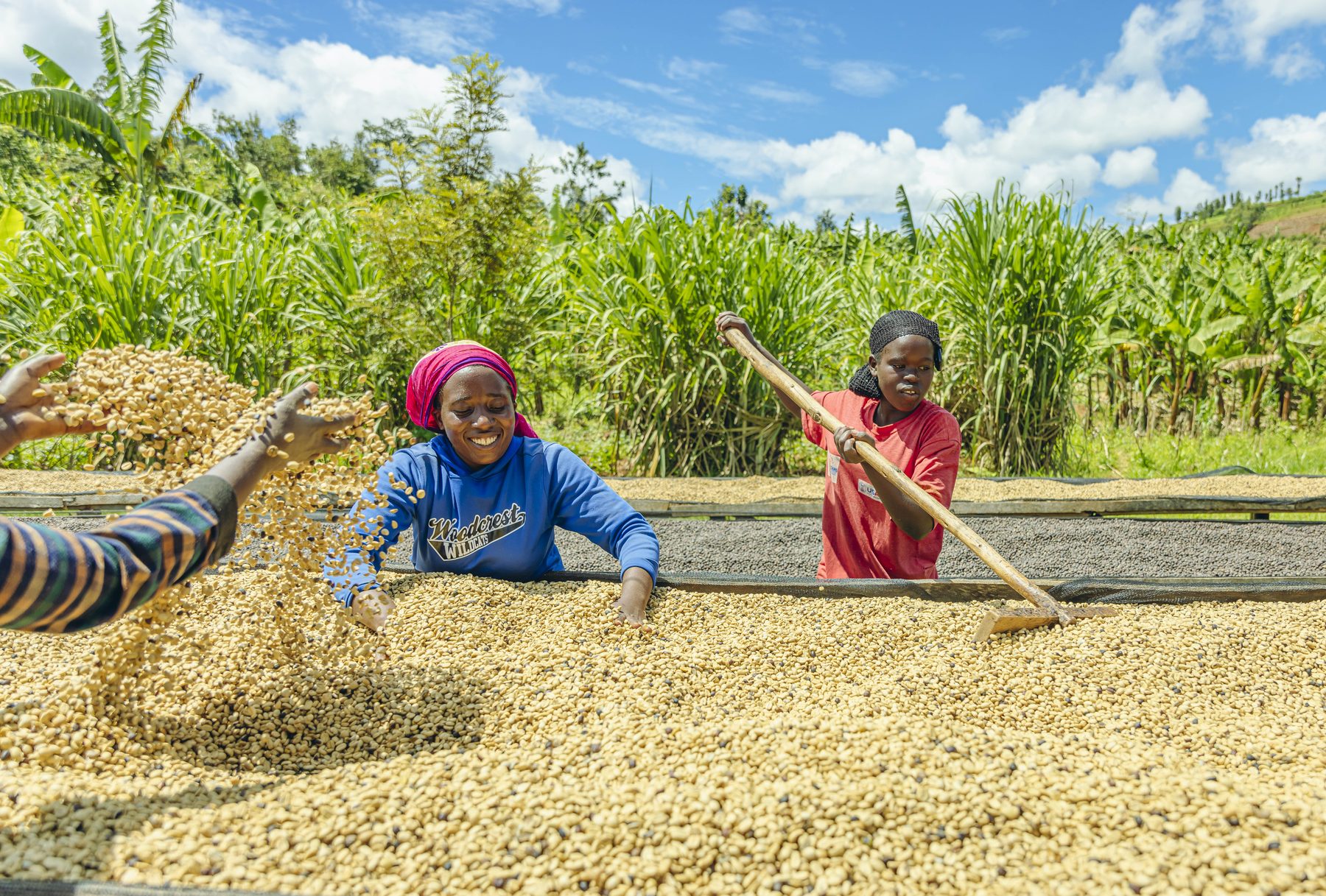 Nova Coffee drying process on raised African beds